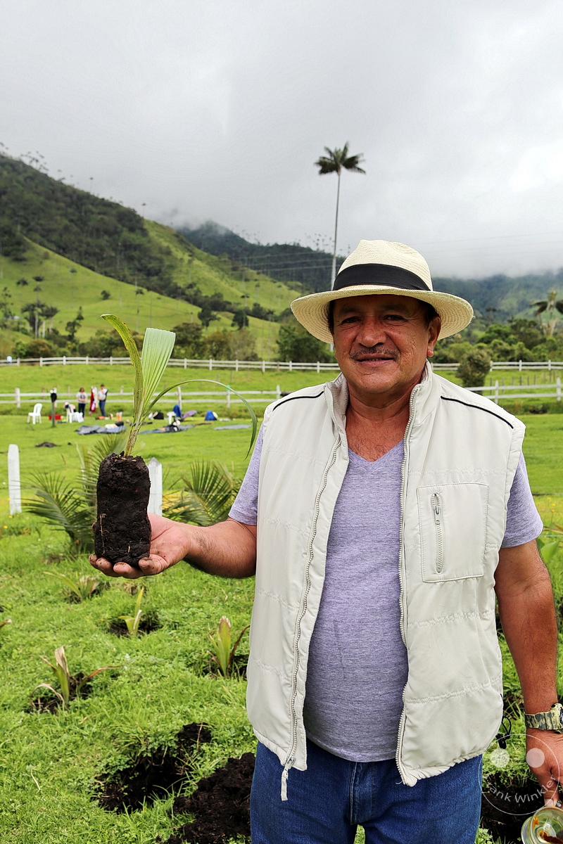 Kolumbien - Kaffeezone - Salento - Wachspalmen - Palma de Cera - Parque Natural Valle de Cocora