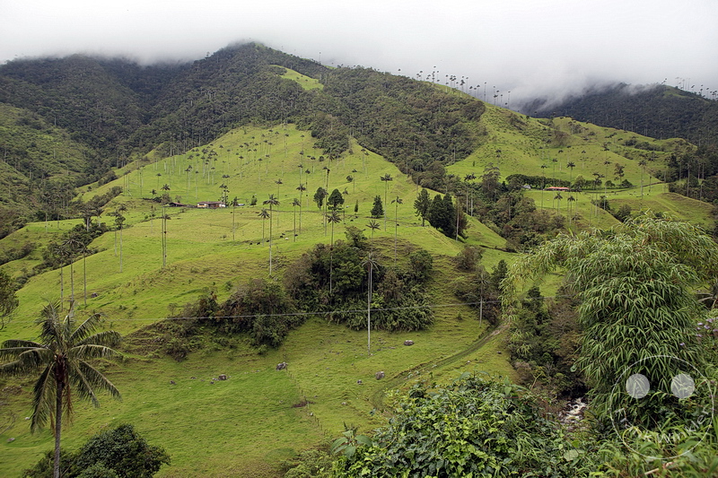 Kolumbien - Kaffeezone - Salento - Wachspalmen - Palma de Cera - Parque Natural Valle de Cocora