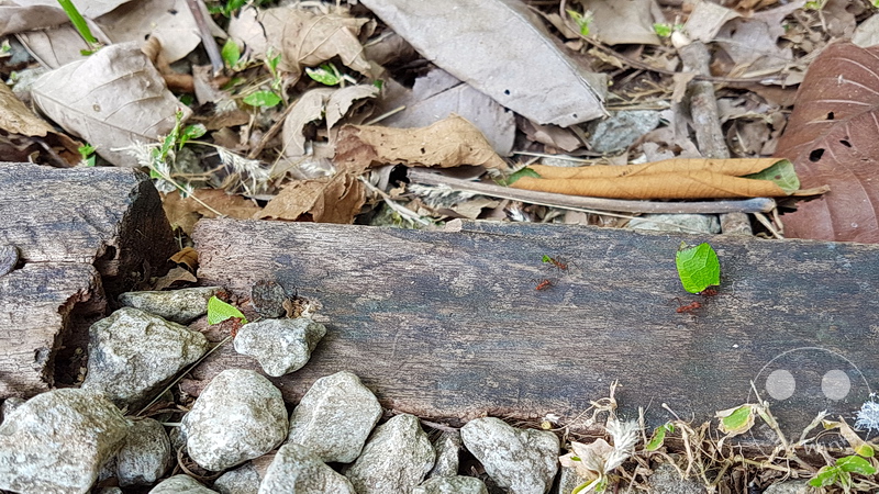 Panama City - Parque Natural Metropolitano de Panama - Metropolitan Natural Park