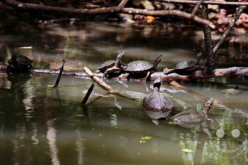 Panama City - Parque Natural Metropolitano de Panama - Metropolitan Natural Park