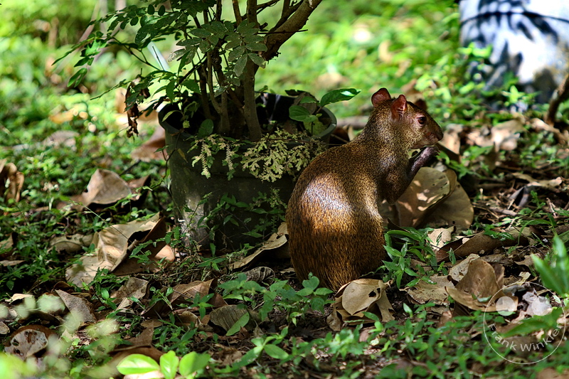 Panama City - Parque Natural Metropolitano de Panama - Metropolitan Natural Park