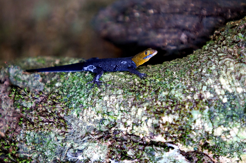 Panama City - Parque Natural Metropolitano de Panama - Metropolitan Natural Park