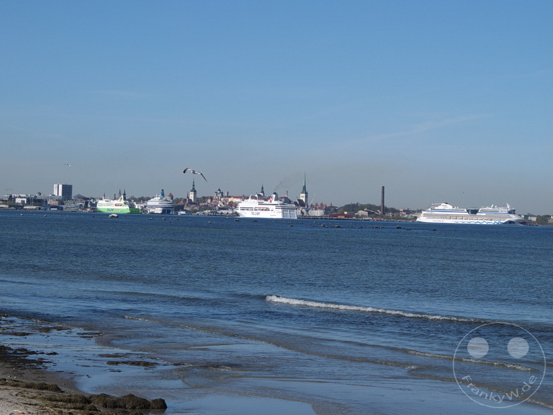 Estland - Tallinn - Küstenansicht mit Kreuzfahrtschiffen auf dem Meer und Stadt im Hintergrund, Vögel fliegend.