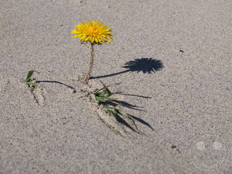 Estland - Tallinn - Gelbe Blume im Sand mit Schatten und minimalem grünen Laub.