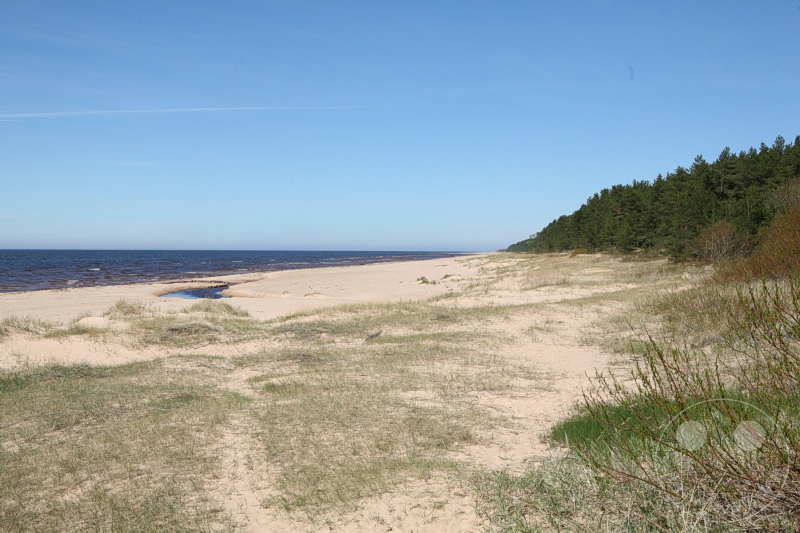 Estland - Tallinn - Langer Sandstrand mit Gras, Küste, Kiefernwald im Hintergrund, klarer blauer Himmel.