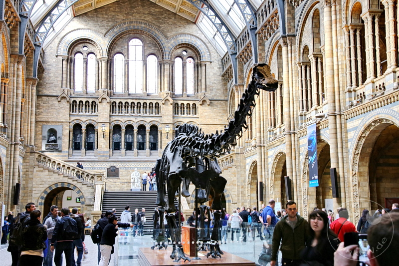 England - London - The Natural History Museum