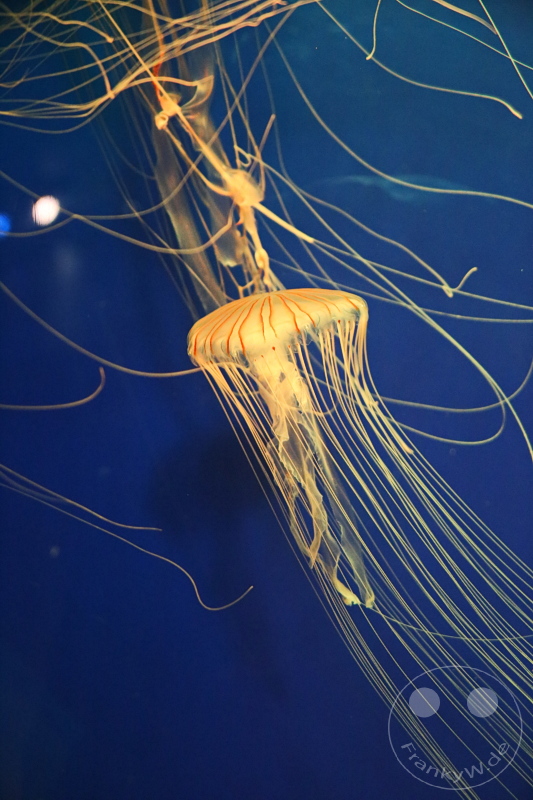 England - London - SEA LIFE London Aquarium