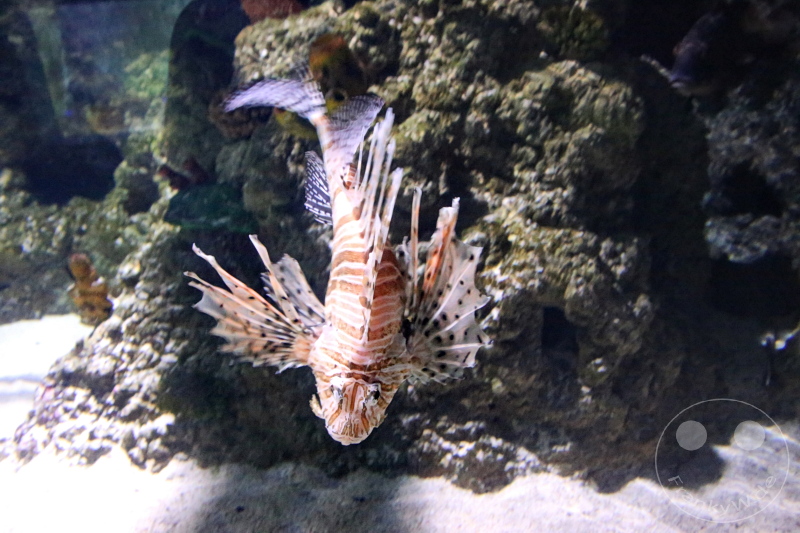 England - London - SEA LIFE London Aquarium