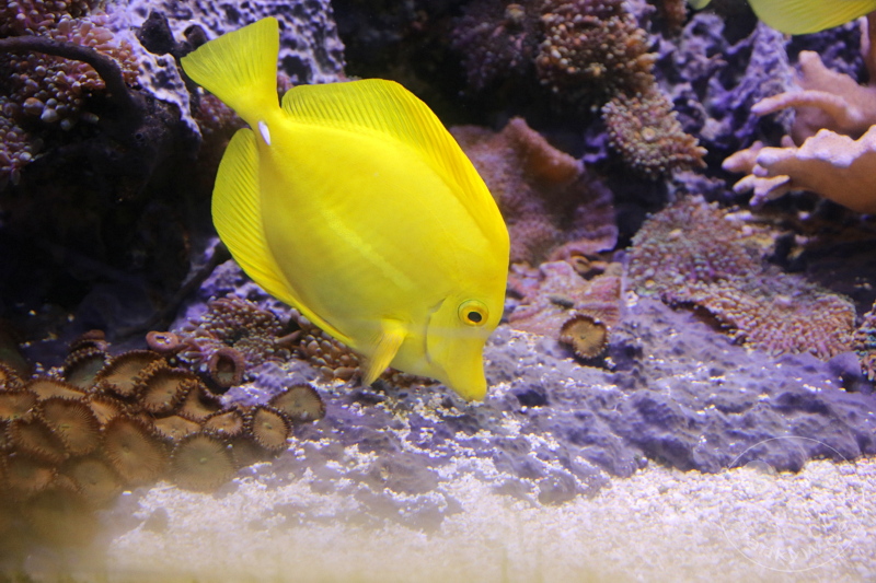 England - London - SEA LIFE London Aquarium