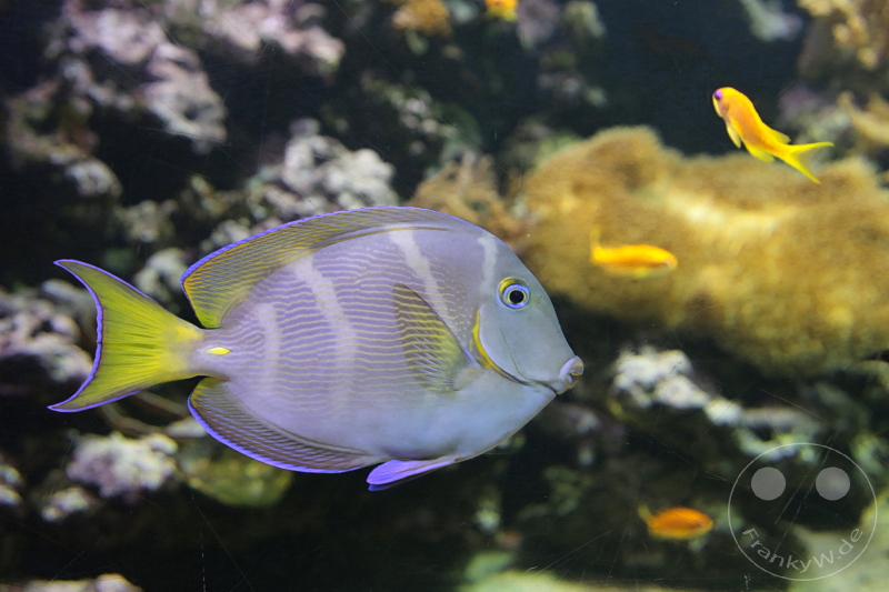 England - London - SEA LIFE London Aquarium