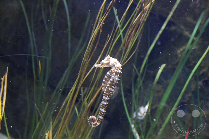 England - London - SEA LIFE London Aquarium