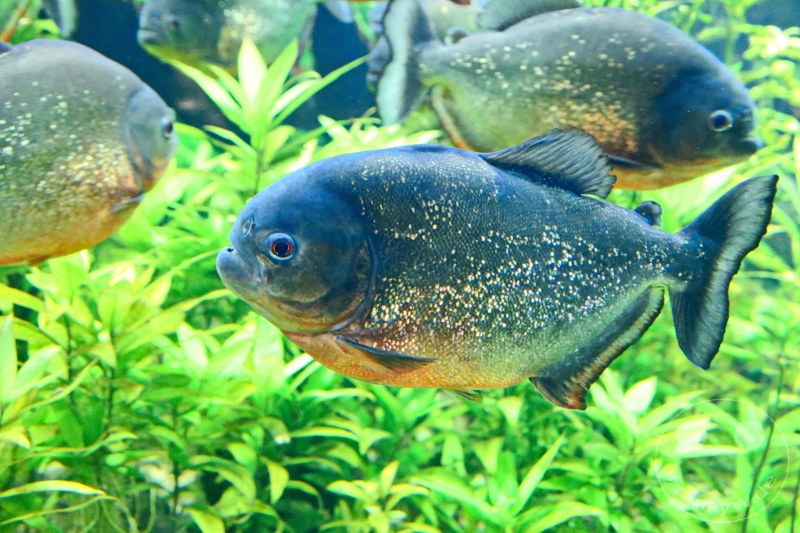 England - London - SEA LIFE London Aquarium