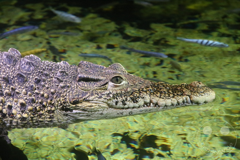 England - London - SEA LIFE London Aquarium