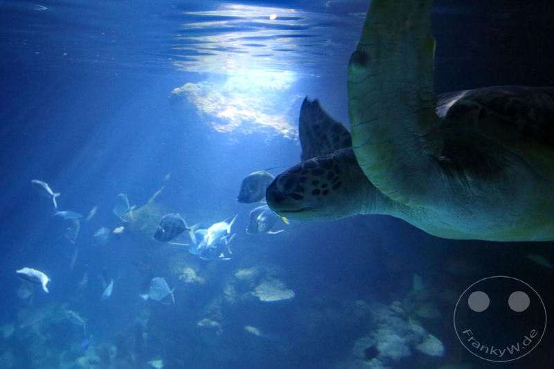 England - London - SEA LIFE London Aquarium