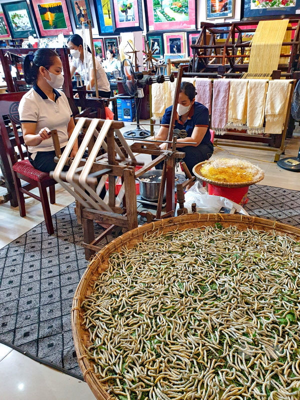 Vietnam - Dai Bat - Silkworms