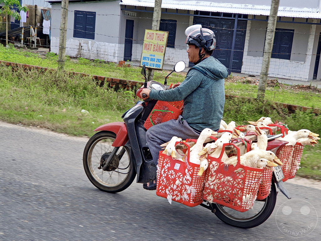 Vietnam - Da Nang - Curious goose transport on a moped