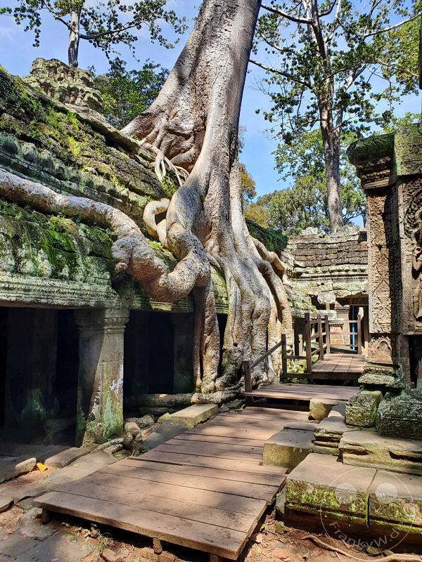 Kambodscha - Siem Reap - Ta Prohm Temple