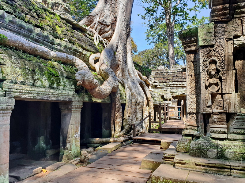 Kambodscha - Siem Reap - Ta Prohm Temple