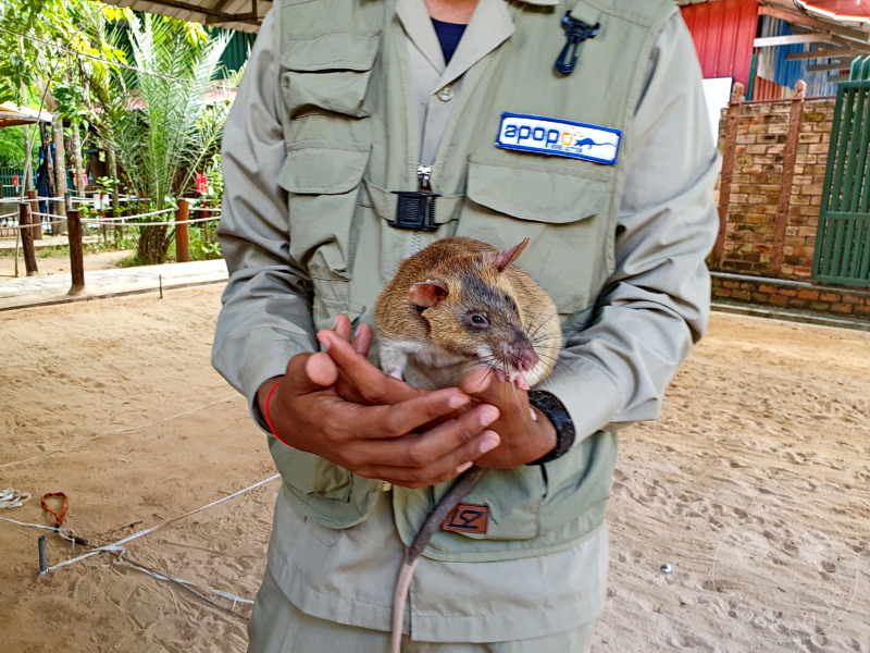 Kambodscha - Siem Reap - Apopo - Rats