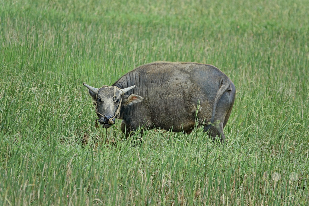 Vietnam - Hue - Water buffalo