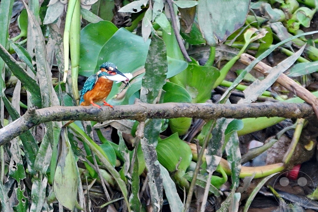 Vietnam - Mekong - Kingfisher with a fish in its beak