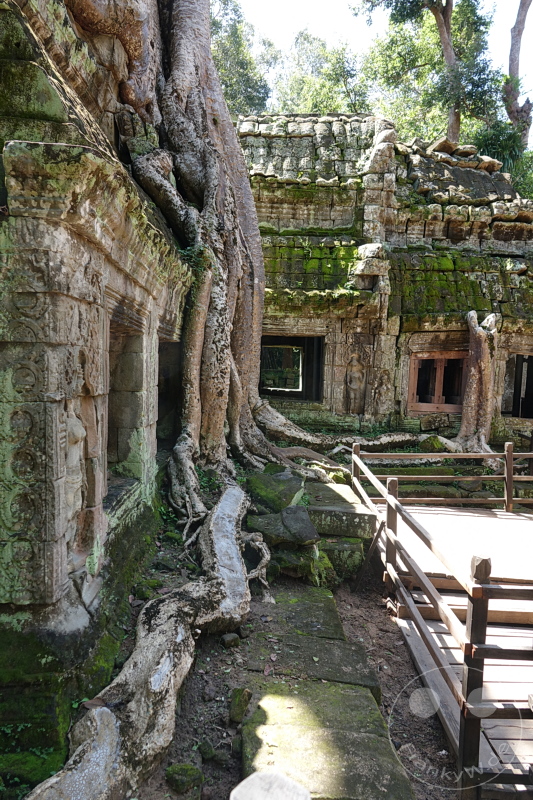 Kambodscha - Siem Reap - Ta Prohm Temple