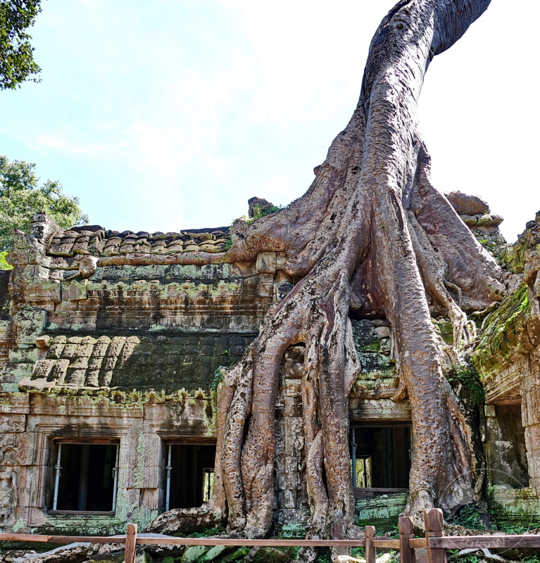Kambodscha - Siem Reap - Ta Prohm Temple