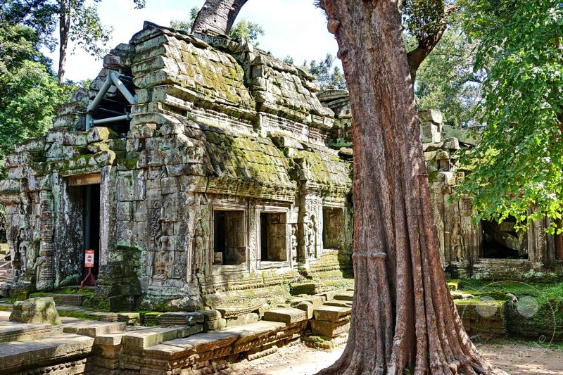 Kambodscha - Siem Reap - Ta Prohm Temple
