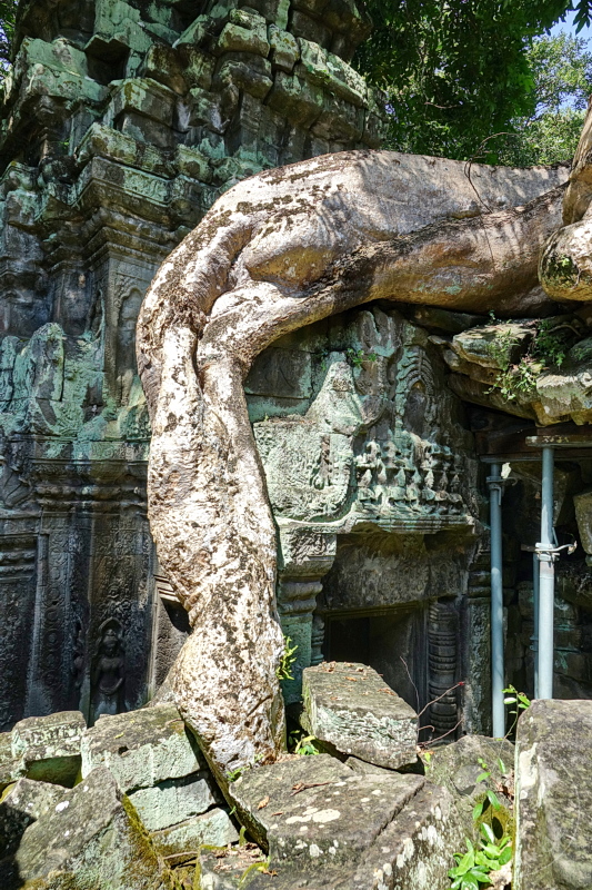 Kambodscha - Siem Reap - Ta Prohm Temple