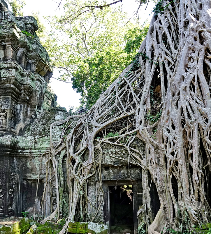 Kambodscha - Siem Reap - Ta Prohm Temple