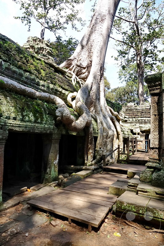 Kambodscha - Siem Reap - Ta Prohm Temple
