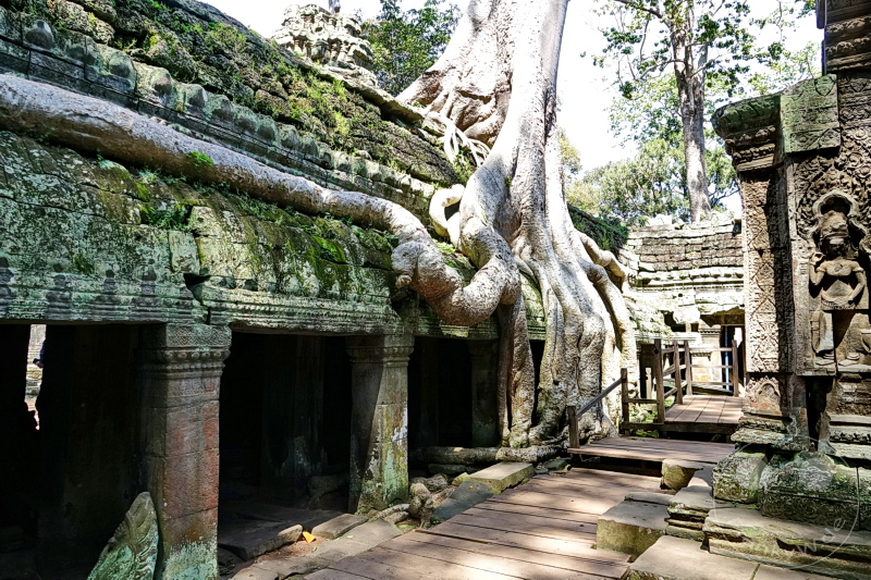 Kambodscha - Siem Reap - Ta Prohm Temple