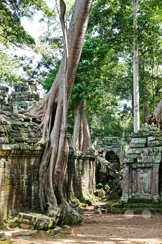 Kambodscha - Siem Reap - Ta Prohm Temple