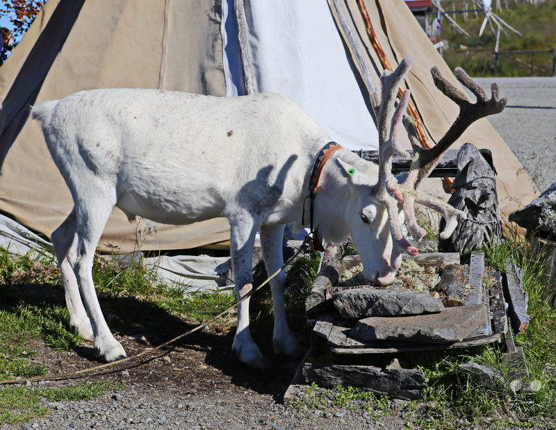 Norway - Vom Nordkap nach Honningsvåg