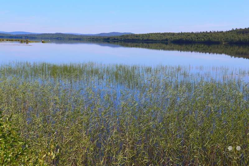 Norway - Øvre-Pasvik-Nationalpark
