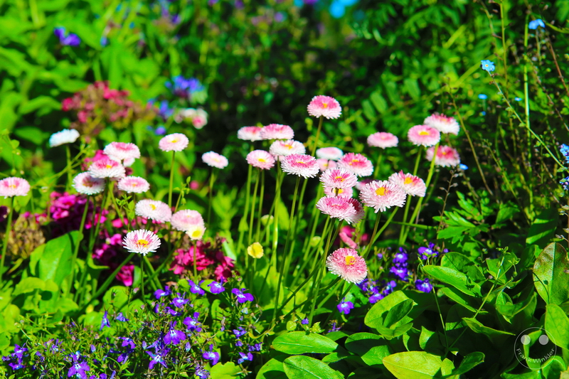 Norway - Øvre-Pasvik-Nationalpark - Bioforsk Svanhovd Miljøsen