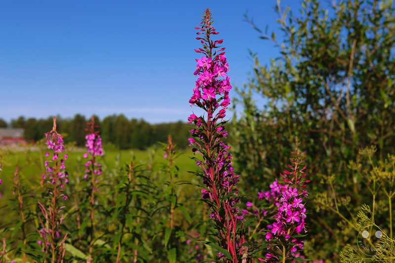 Norway - Øvre-Pasvik-Nationalpark - Bioforsk Svanhovd Miljøsen