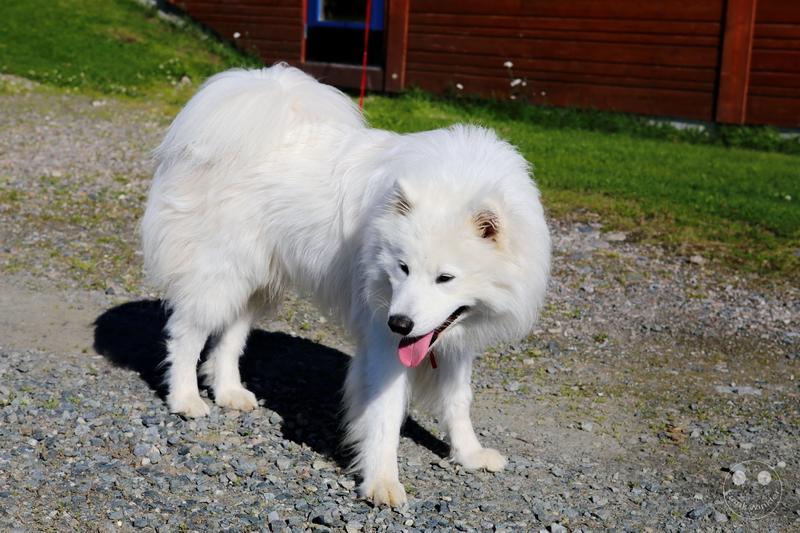 Norway - Øvre-Pasvik-Nationalpark - Bioforsk Svanhovd Miljøsen