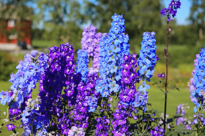 Norway - Øvre-Pasvik-Nationalpark - Bioforsk Svanhovd Miljøsen