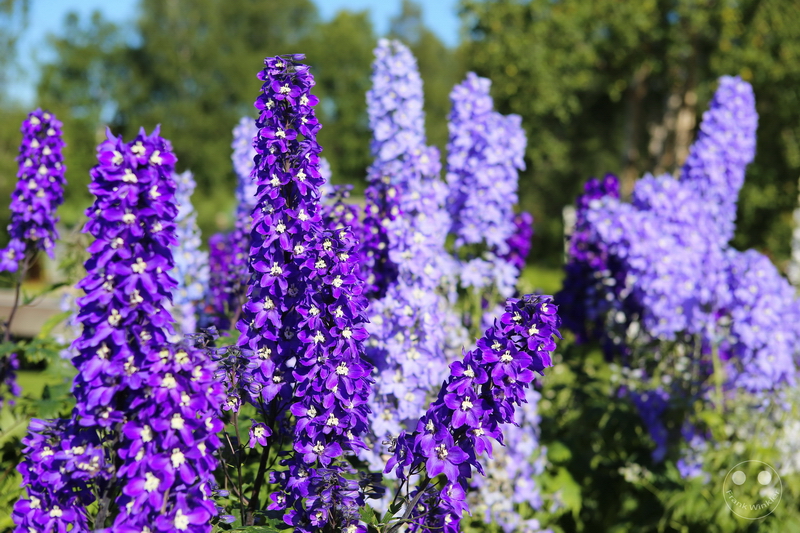 Norway - Øvre-Pasvik-Nationalpark - Bioforsk Svanhovd Miljøsen