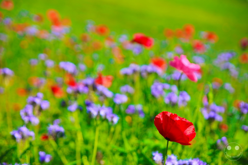 Norway - Røkenes Gård og Gjestehus