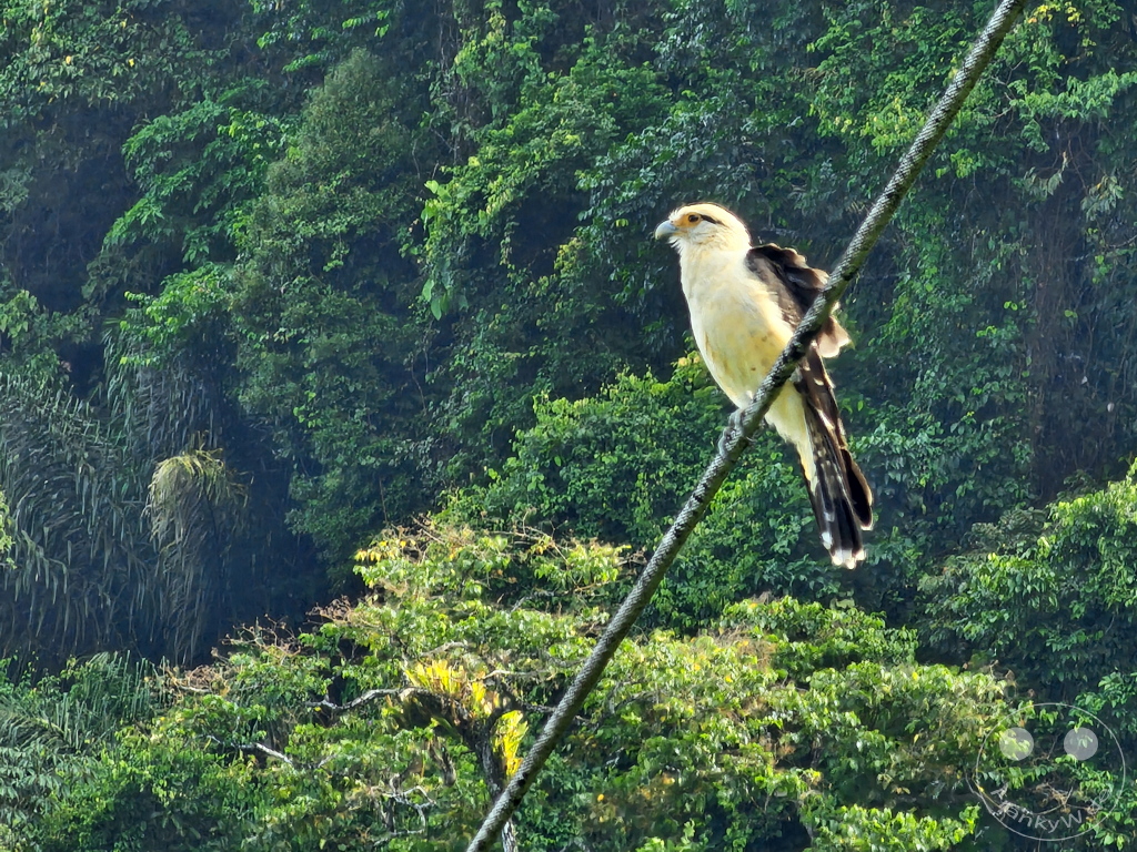 Trinidad - La Vache Bay Lookout - Gelbkopfkarakara
