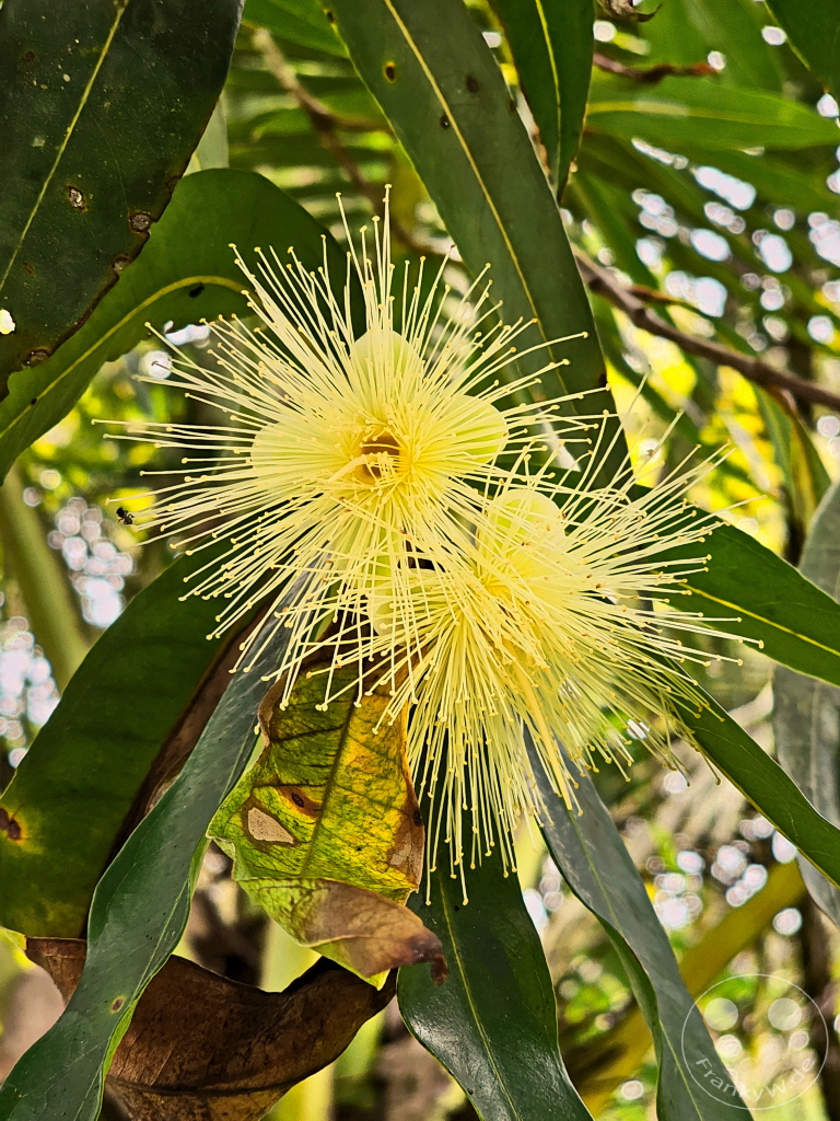Trinidad - Syzygium