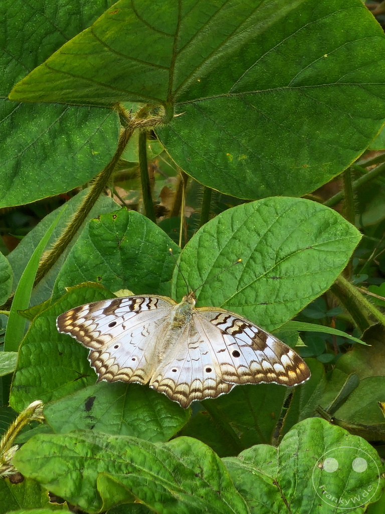 Trinidad - Anartia jatrophae
