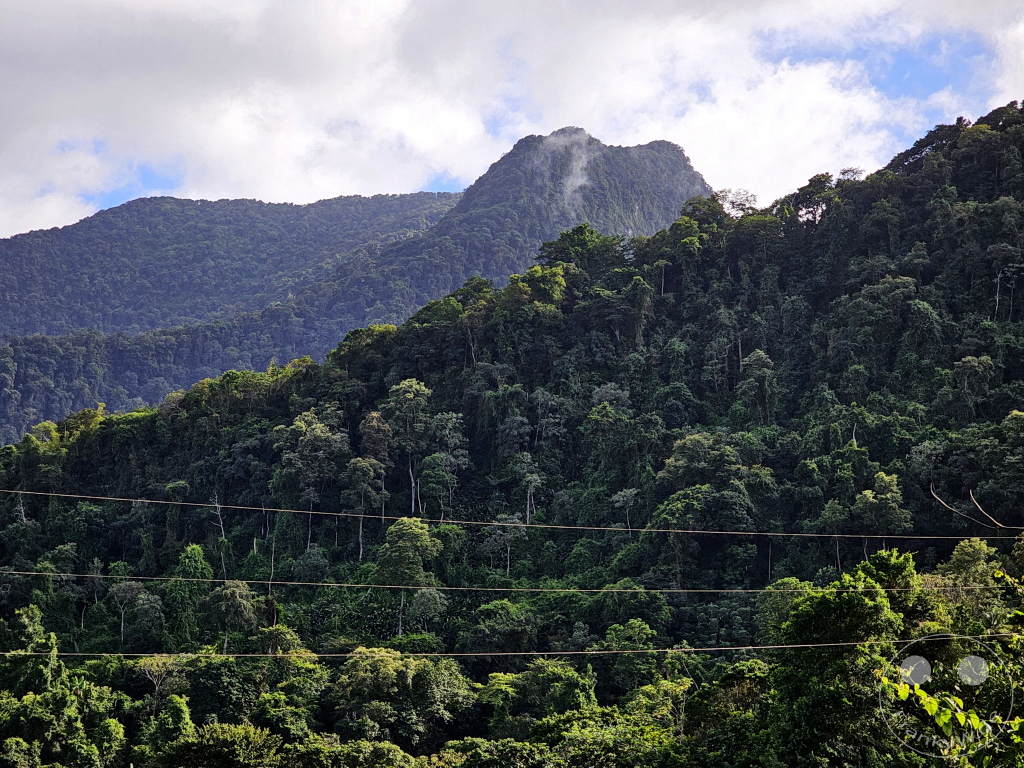 Trinidad - Primeval forest