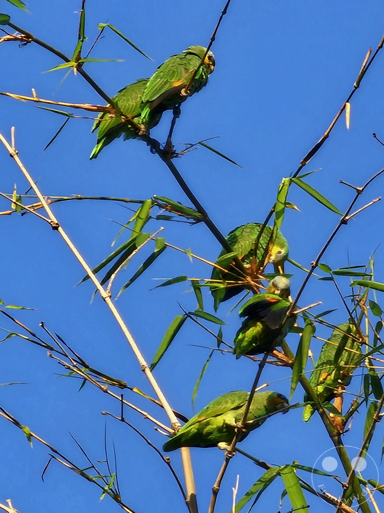 Trinidad - Port of Spain - Gelbscheitelamazone