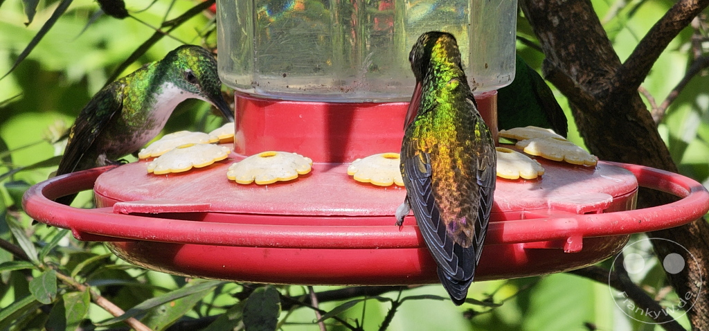 Trinidad - Yerettê - Home of the Hummingbird