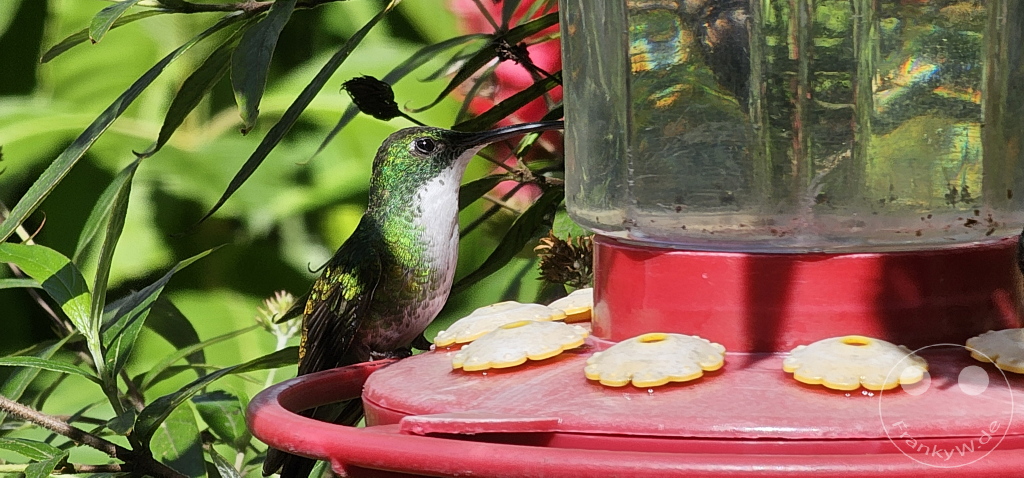 Trinidad - Yerettê - Home of the Hummingbird
