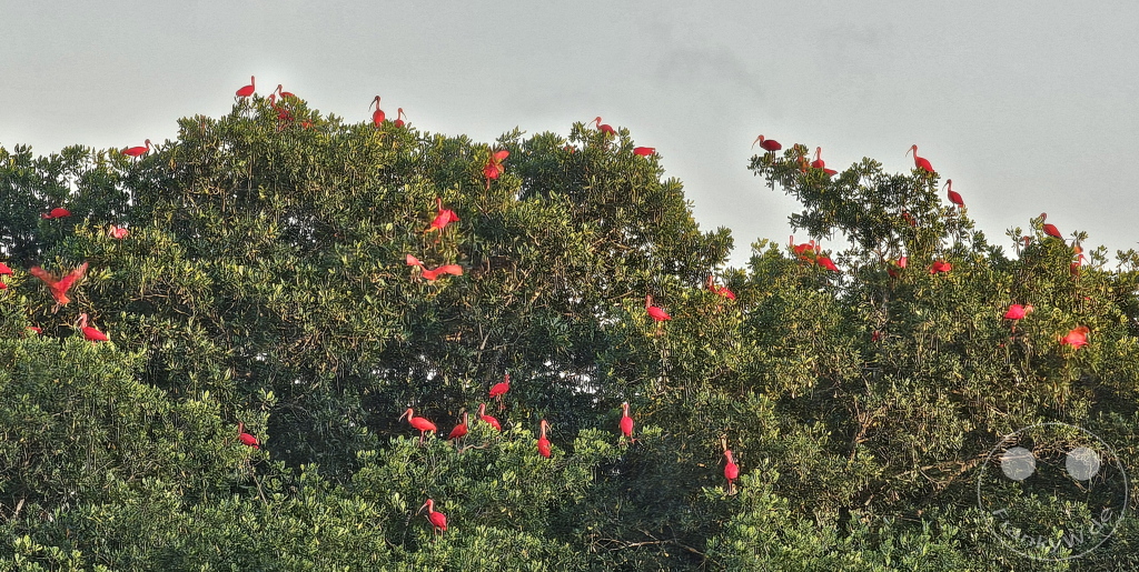 Trinidad - Caroni Bird Sanctuary - Red ibis swarm
