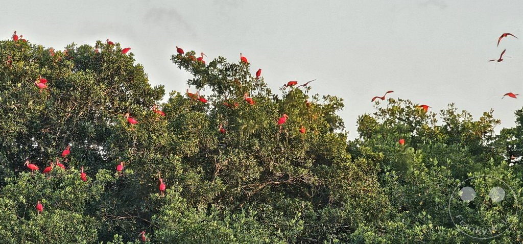 Trinidad - Caroni Bird Sanctuary - Red ibis swarm